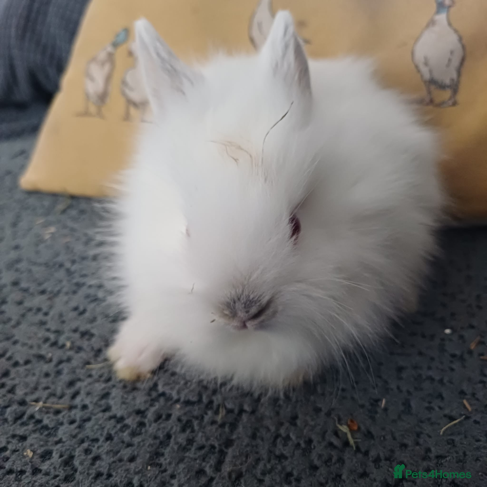 Mini Lion Lop rabbits Lion Lop Litter of Bunnies - Advert 8