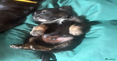 Mixed Breed dogs - Advert 13
