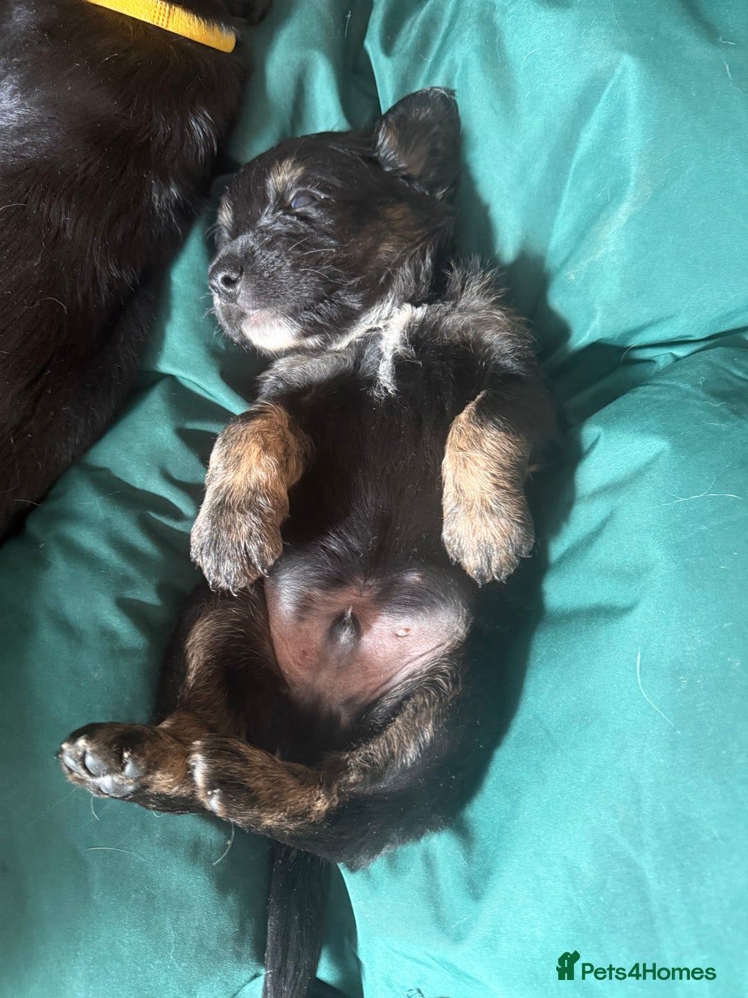 Mixed Breed dogs for sale: One off litter of Spangold Retrievers  - Image 3