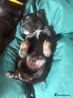 Mixed Breed dogs - Advert 13
