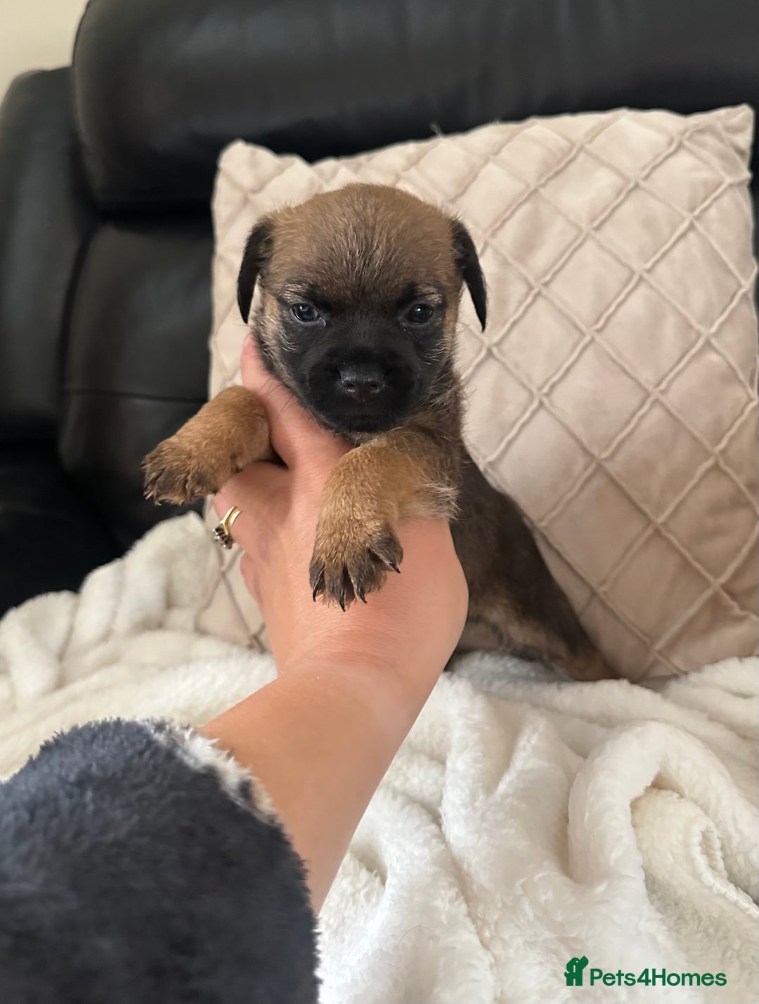 Border Terrier dogs for sale: Stunning litter of border terrier puppies  - Image 12