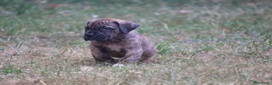 Presa Canario 4