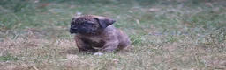 Presa Canario dogs for sale: World class presa canarios  - Advert 11