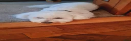 Bichon Frise dogs for stud: Charlie for stud not for sale  - Advert 4