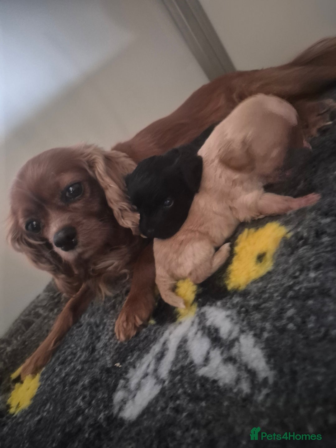Cavapoo dogs for sale: Cavapoo babies - ready end nov - Image 13