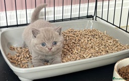 British Shorthair cats for sale: Lilic GCCF registered active champion lines  - Image 19