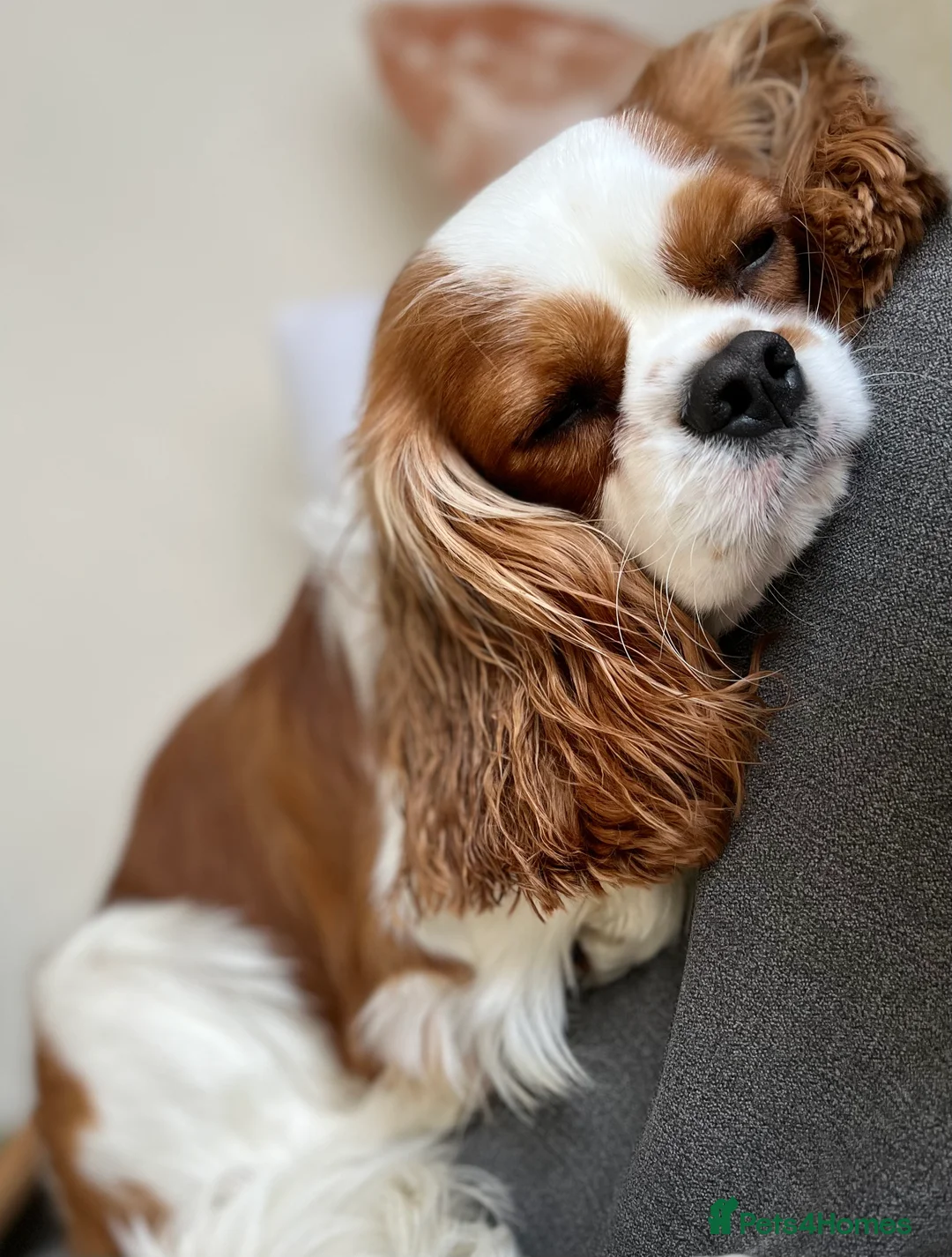Cavalier King Charles Spaniel dogs for stud: KC Reg Cavalier King Charles Spaniel for Stud in Eastbourne - Advert 15