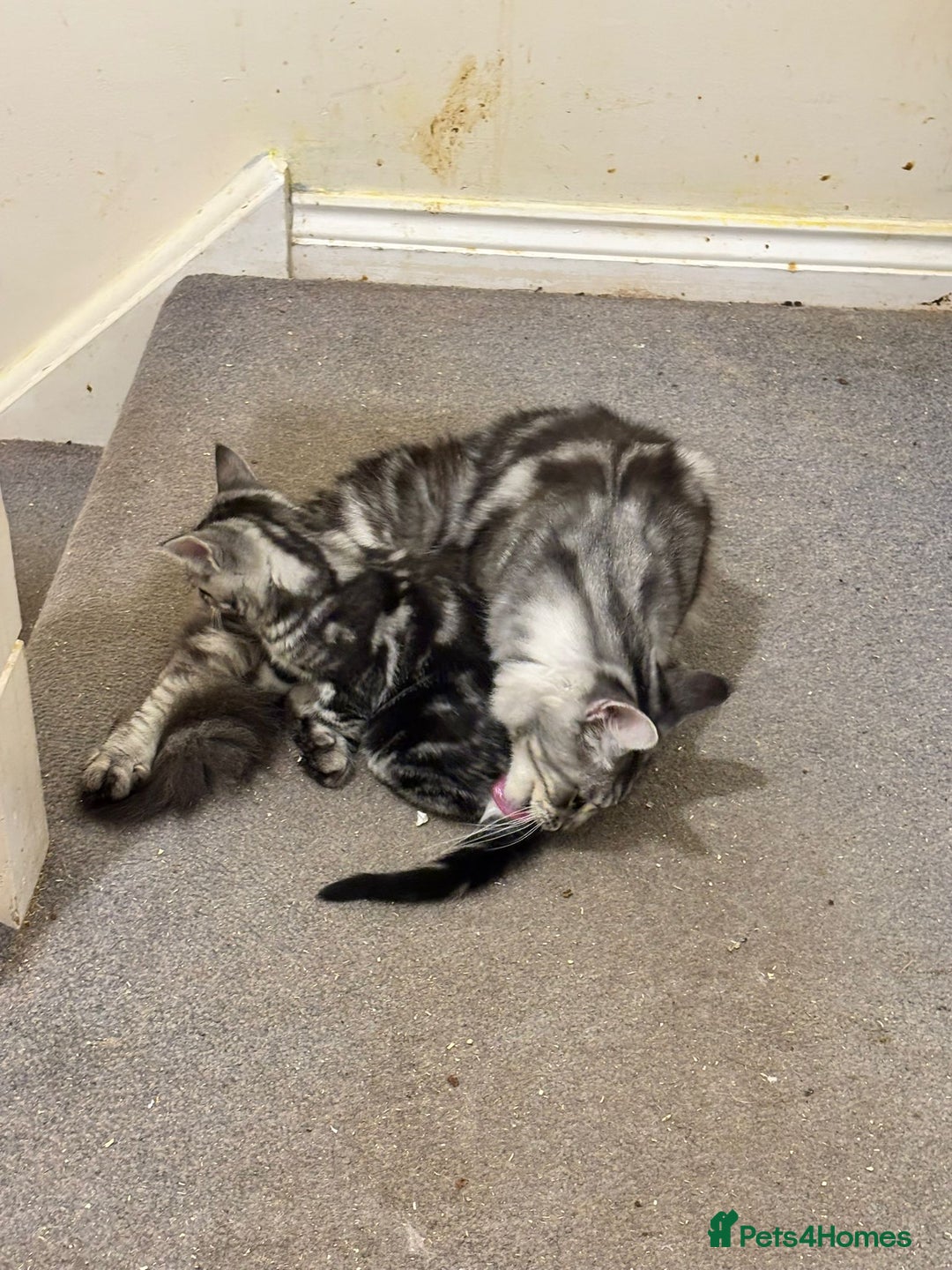 Maine Coon cats for sale: Beautiful, friendly playful Maine Coon cross kits - Advert 26