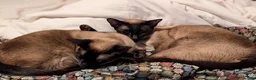 Siamese cats for sale: Gorgeous mum and daughter seal point siamese cats in Bath - Advert 6