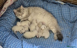 Siberian cats for sale: 🐱 Siberian neva masquerade kittens 🐱 - Image 2