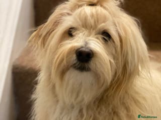 Maltipoo dogs Gorgeous maltipoo puppies 🐩 - Advert 9