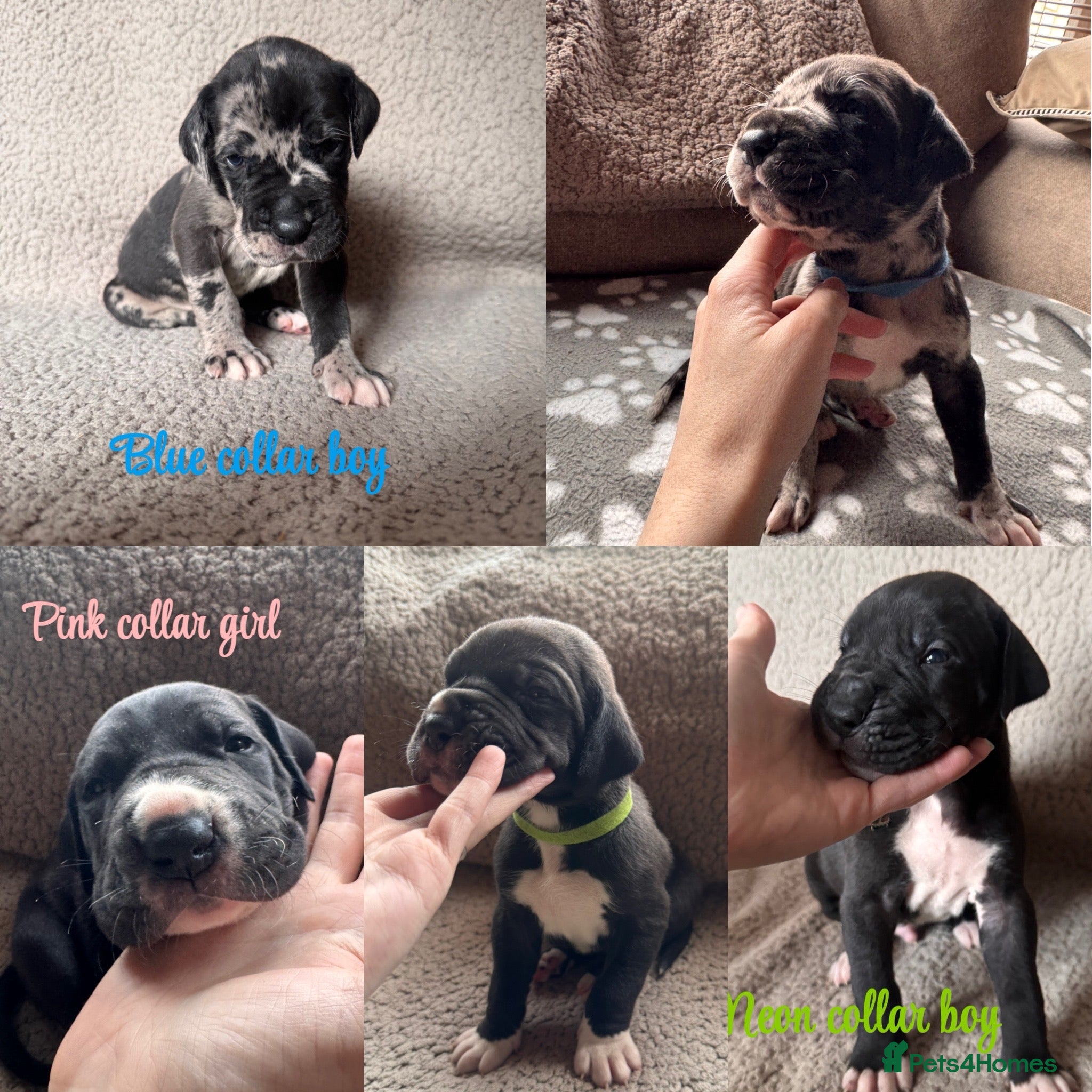 Great Dane dogs KC registered Great Dane pups - Advert 17