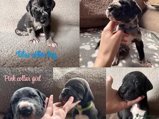Great Dane dogs KC registered Great Dane pups - Advert 17
