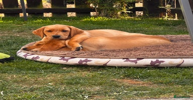 Labrador Retriever dogs in Berwick-upon-Tweed - Advert 14