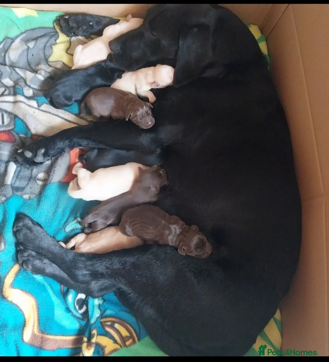 Labrador Retriever dogs for sale: Beautiful Labrador puppies  - Advert 1