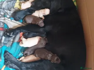 Labrador Retriever dogs Beautiful Labrador puppies - Advert 12