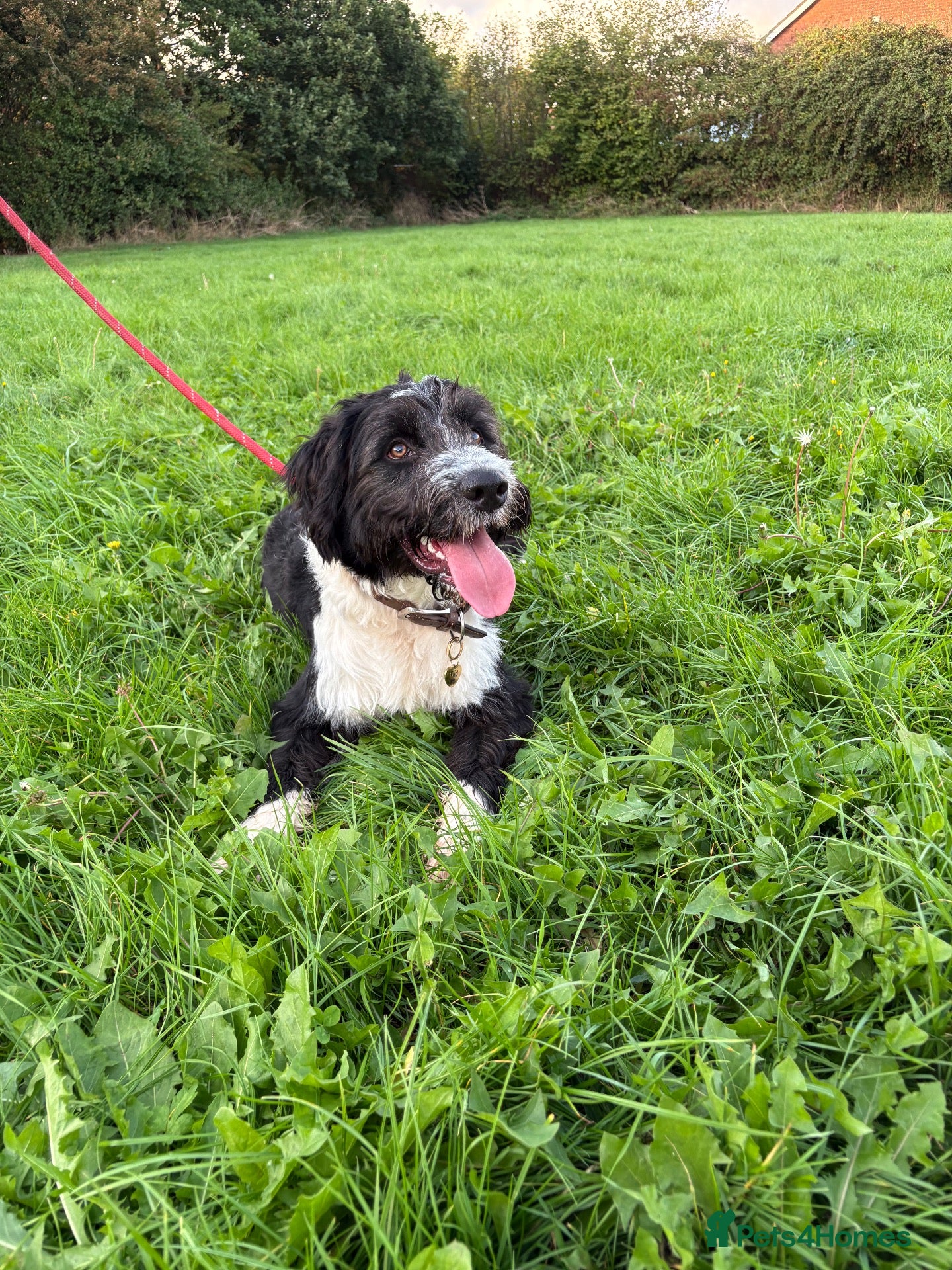 Mixed Breed dogs Colliepoo - Ted - Advert 13