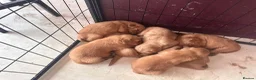 Golden Retriever dogs for sale: Golden Retriever KC puppies  - Advert 3