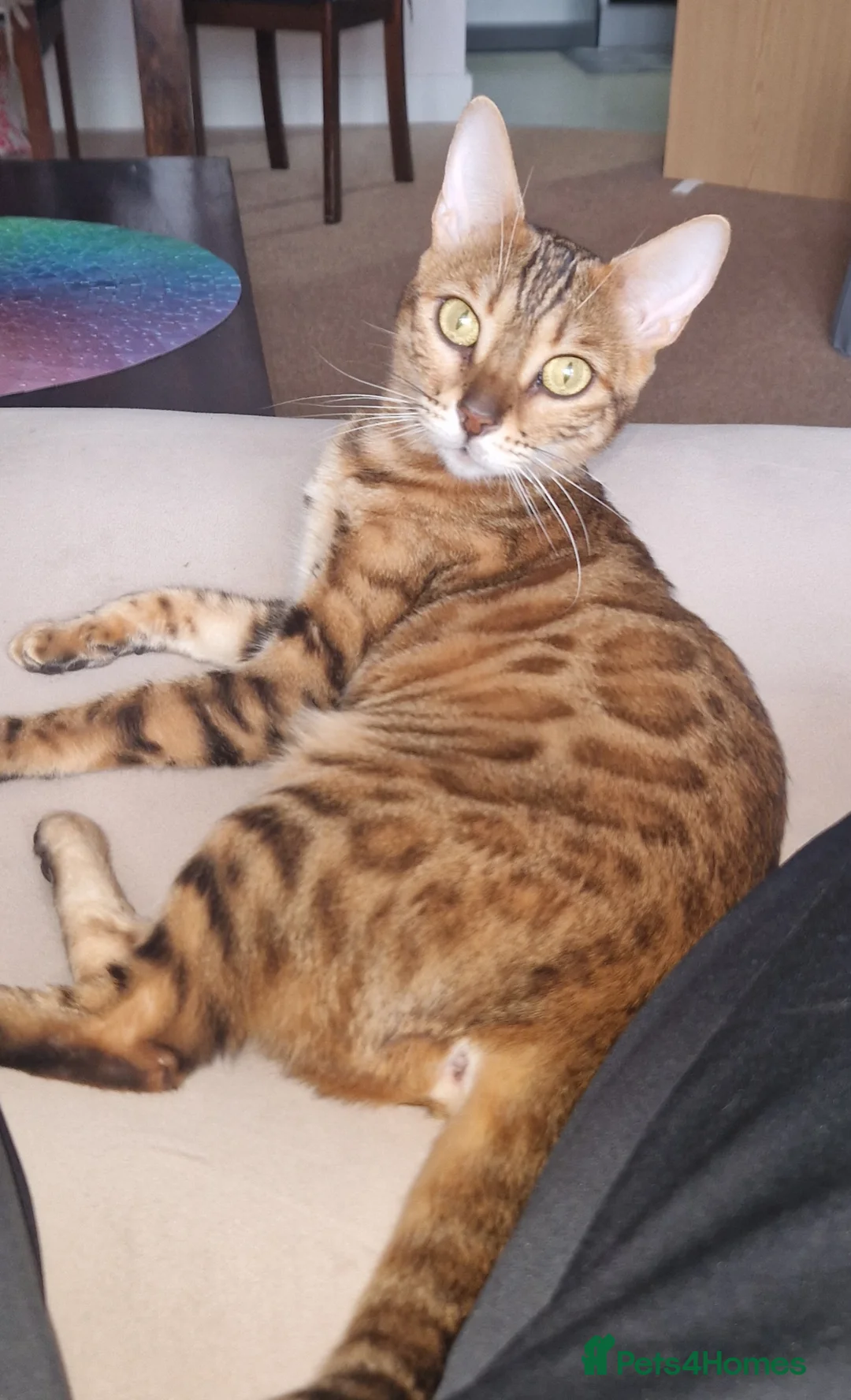 Bengal cats for sale: Beautiful pure breed bengal girl TICA - Advert 2