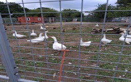 Geese poultry for sale: Geese for sale - Image 1