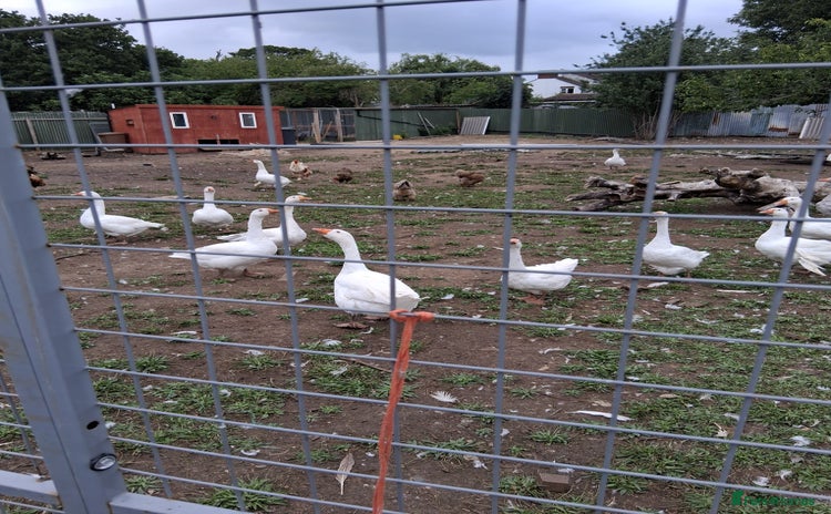 Geese poultry - Advert 1