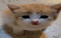 Mixed Breed cats for sale: Cute  kittens (8 weeks old) - Image 2