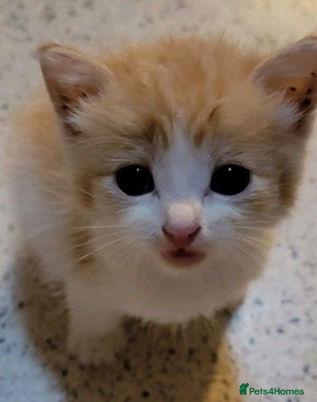 Mixed Breed cats for sale: Cute  kittens (8 weeks old) - Image 2