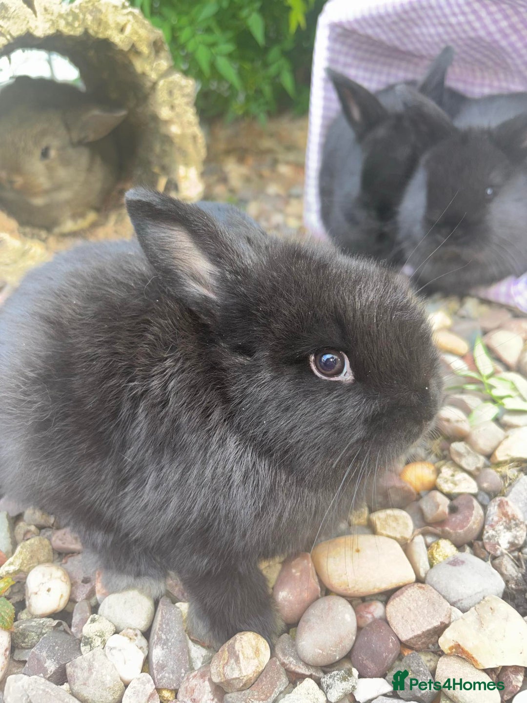 Mini Lop rabbits for sale: 5 beautiful mini lop x netherland dwarf babies - Image 2