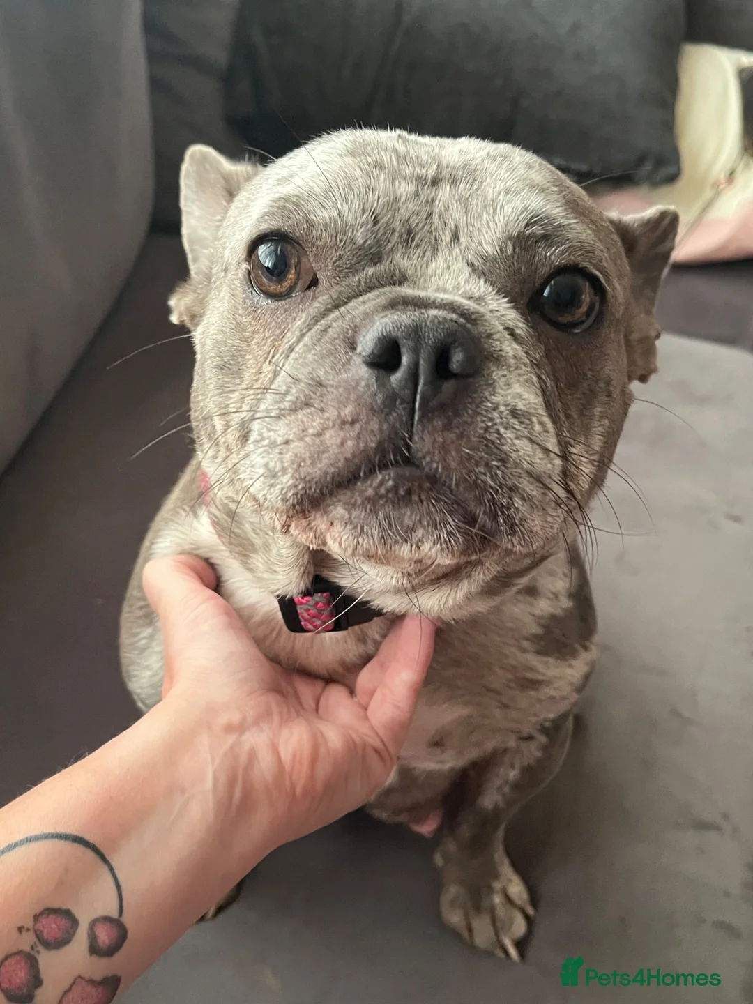 French Bulldog dogs for sale: Big rope French bulldog puppies in Nottingham - Advert 1