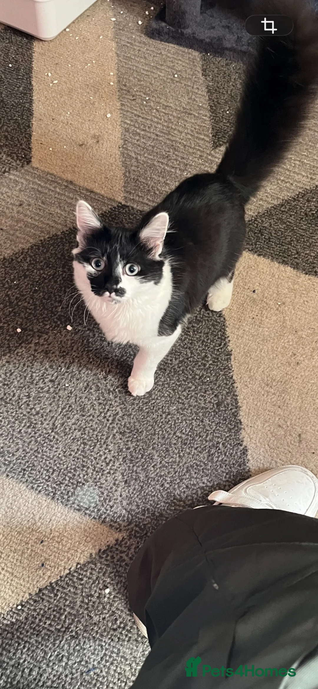 Mixed Breed cats for sale: Black and white 5 month old kitten  in Warrington - Advert 2