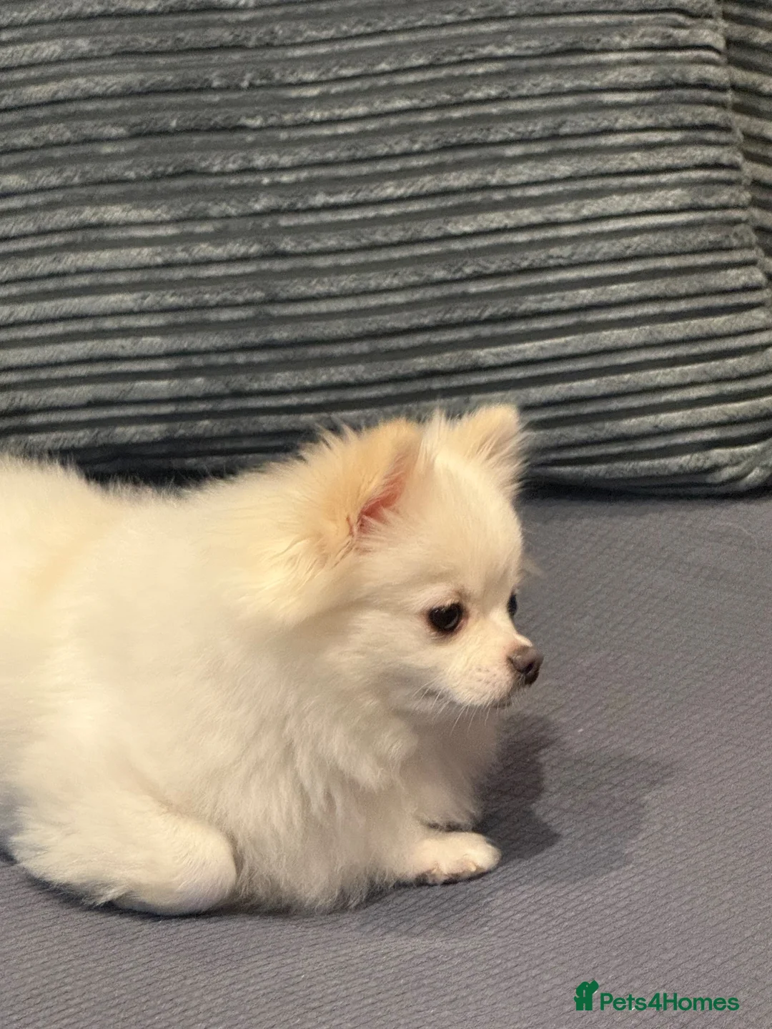 Pomchi dogs for sale: Our lovely Puppy  in London - Advert 6