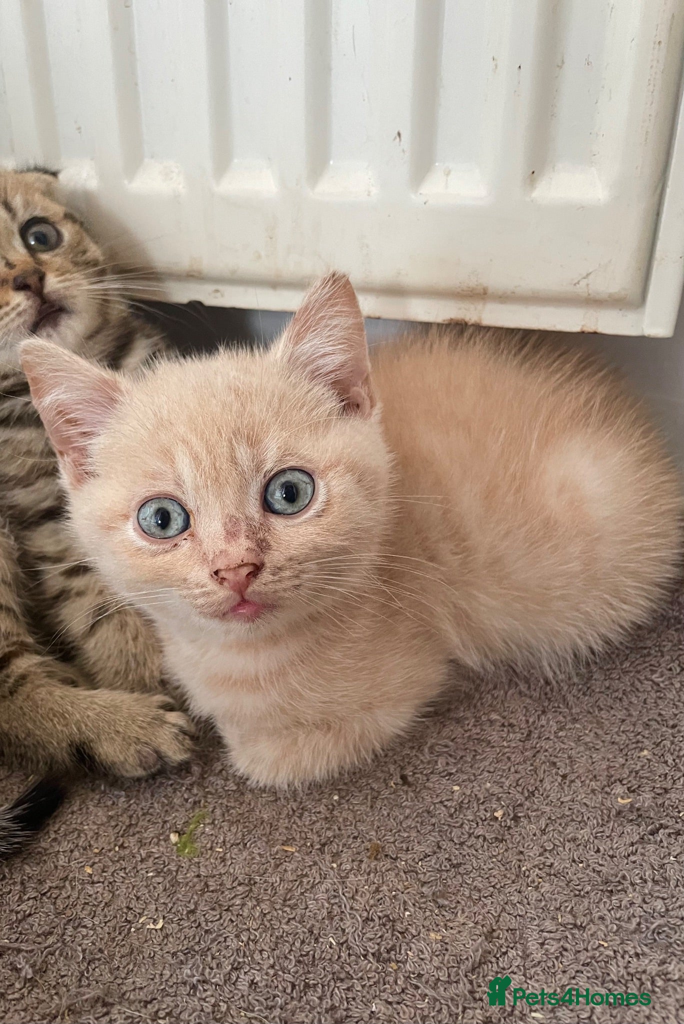 Scottish Fold cats Scottish fold kittens for sale  - Advert 13