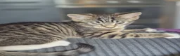 Mixed Breed cats for sale: 14 week old kittens in Harlow - Advert 2