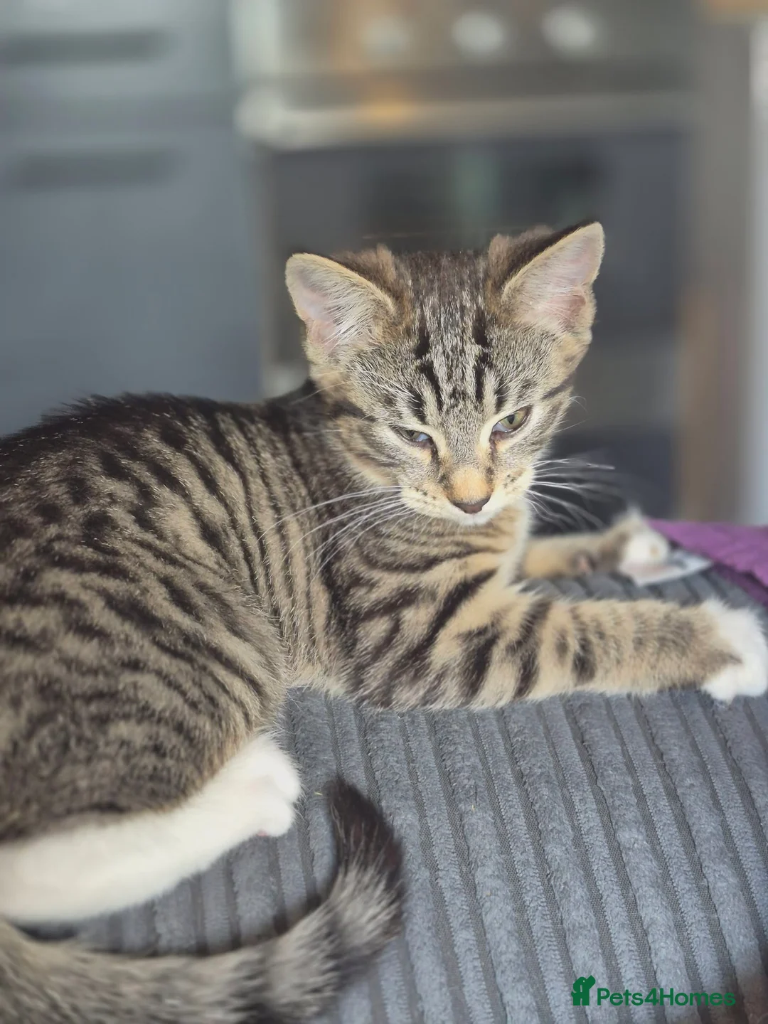 Mixed Breed cats for sale: 14 week old kittens in Harlow - Advert 2