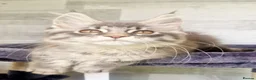 Maine Coon cats for sale: Maine coon kittens  - Advert 6