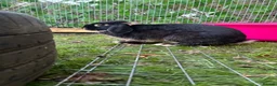Mini Lop rabbits for sale: Otter Mini Lop Male - Advert 5