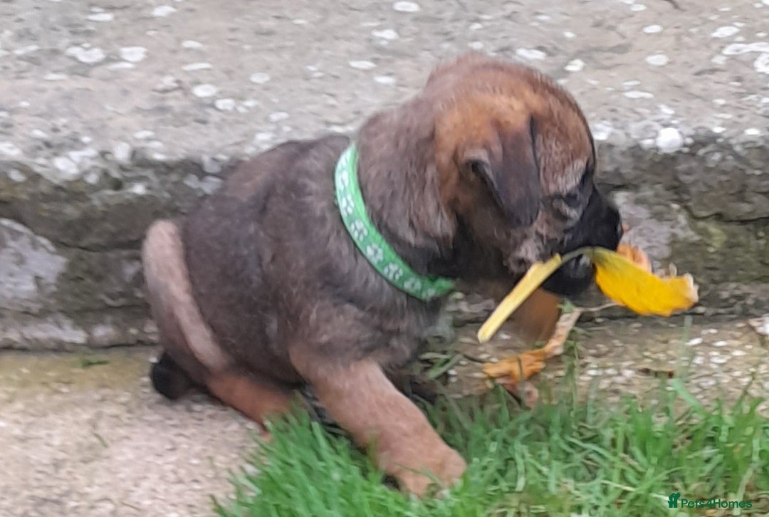 Border Terrier dogs for sale: 2 border terrier girls - Image 5