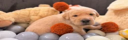 Goldador dogs for sale: Beautiful Goldador Puppies - Advert 11