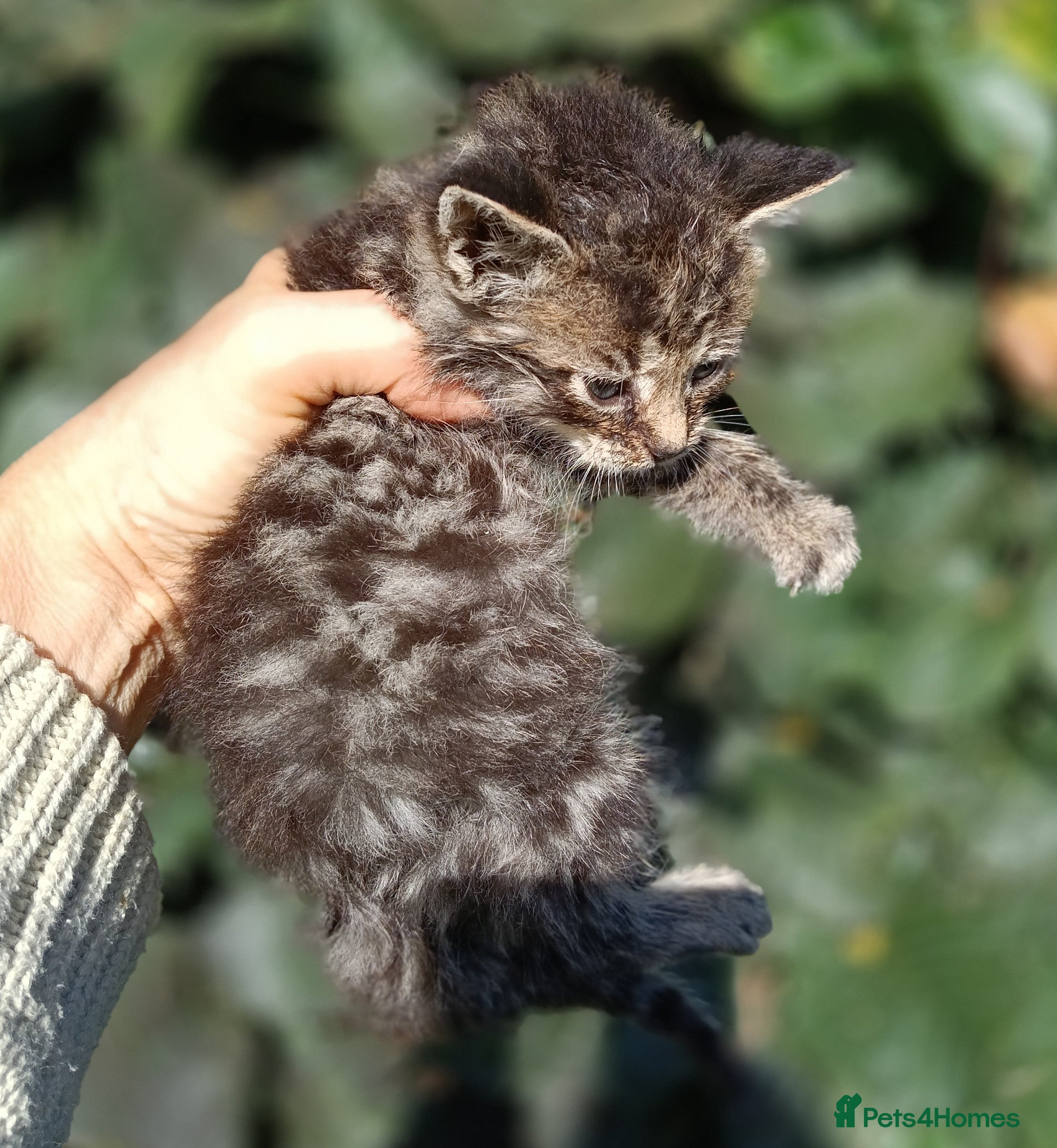 Domestic Shorthair cats Knowledgeable homes required- orphan kittens - Advert 2