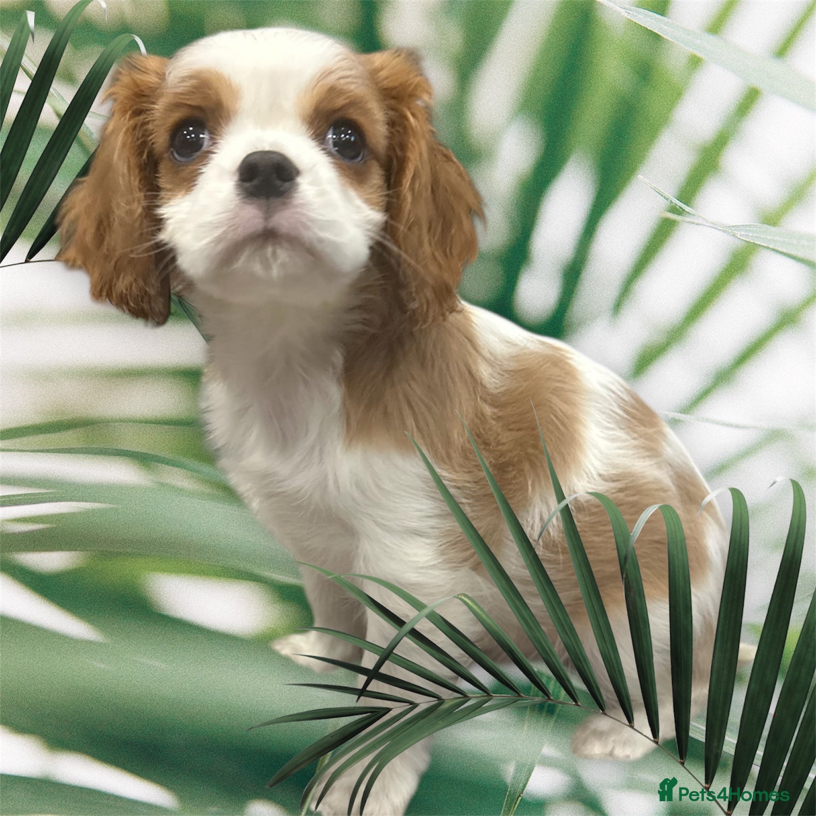 Cavalier King Charles Spaniel dogs ** DNA CLEAR 🧬 KC REGISTERED CAVALIER PUPPIES ** - Advert 4