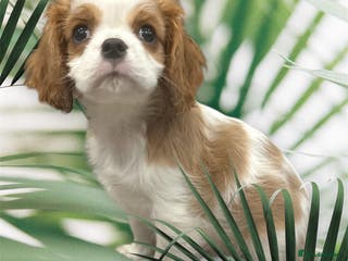 Cavalier King Charles Spaniel dogs ** DNA CLEAR 🧬 KC REGISTERED CAVALIER PUPPIES ** - Advert 4