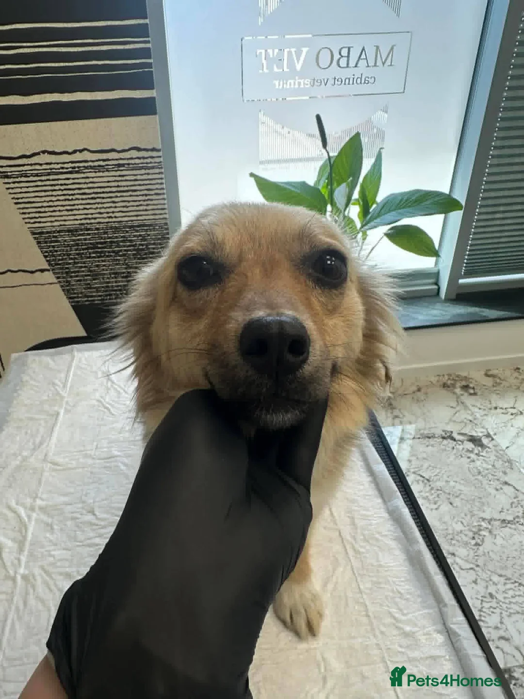 Mixed Breed dogs for adoption: Ophelia for adoption in Chelmsford - Advert 4