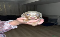 Miniature Dachshund dogs for sale: Tiny rabbit daushunds 5 beautiful babies 🥰🥰 - Image 4