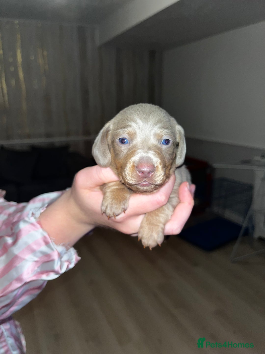 Miniature Dachshund dogs for sale: Tiny rabbit daushunds 5 beautiful babies 🥰🥰 - Image 4