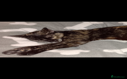 Mixed Breed cats for sale: Female kittens for sale  - Image 9