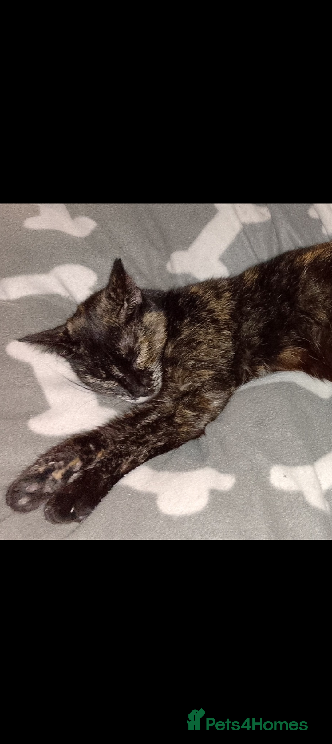 Mixed Breed cats for sale: Female kittens for sale  - Image 9