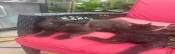 Mixed Breed cats for sale: Beautiful kitten 3 males and 2 females - Advert 5