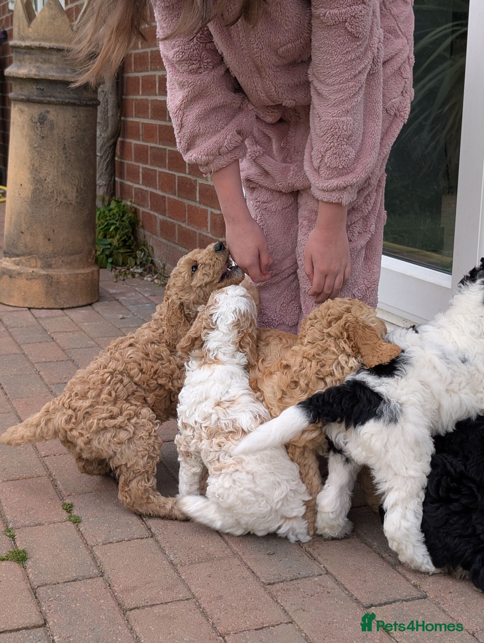 Goldendoodle dogs 🐾 Beautiful Standard Goldendoodle Puppies 🐾 - Advert 2