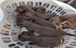 Mixed Breed dogs for sale: Jack Russell  X Spaniel  - Image 15