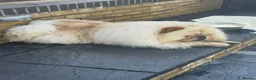 Chow Chow dogs for sale: MALE CHOW CHOW REAVAILABLE  - Advert 13